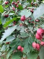 IMG_20250908_142413_1.webp