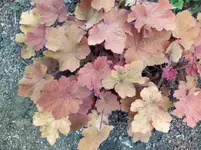 IMG_20250601_154353_1.webp