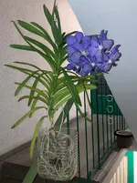 Vanda-D*Blüte*2025-09-12*.webp