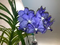 Vanda-D*Blüte*2025-09-12*02.webp
