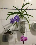 Vanda-A*2020-11-23*.webp