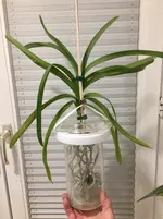 Vanda-A*2021-02*01.webp