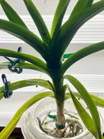 Vanda-A*2023-11*01.webp