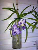 Vanda-A*2024-03*05.webp