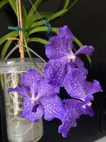 Vanda-A*2024-04_08.webp