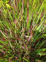 IMG_20250602_131809.webp