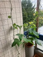 Gurke Patio Snacker 25-09-17*01.webp