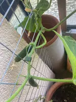 Gurke Patio Snacker 25-09-18*01.webp