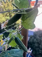 Gurke Patio Snacker 25-09-18*02.webp