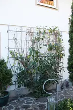 Weiki  0425.webp