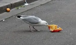 2017Möwe.webp