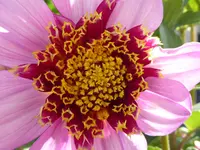006.webp