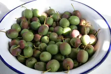Kiwi0110.webp