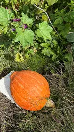 IMG_6315.webp