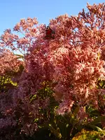 IMG_20250920_163715_1.webp