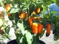 Hamik 19.09 (1).webp
