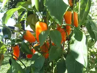 Hamik 19.09 (3).webp
