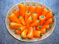 Hamik 20.09 (1).webp
