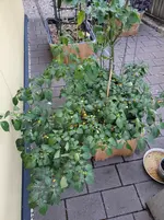20250920_193509.webp