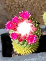 20250920_152025.webp