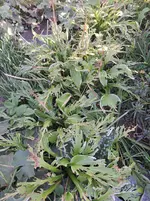 20250918_163250.webp