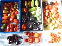 Ernte 21.09 (1).webp