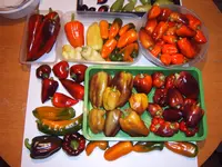 Ernte 21.09 (4).webp