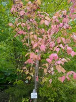 IMG_20250921_122626.webp