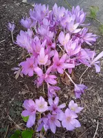 IMG_20250921_120616.webp