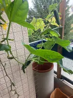 Gurke Patio Snacker 25-09-22*02.webp