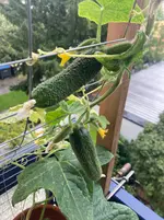 Gurke Patio Snacker 25-09-22*04.webp