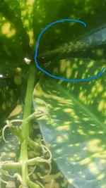 2 te Blüte.webp