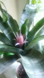Aechmea.webp