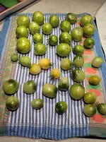 20250923_062026.webp