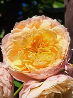 20250923_135421.webp