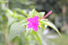 Mirabilis jalapa 1.webp