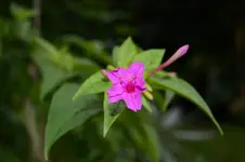 Mirabilis jalapa 3.webp