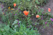 Klatschmohn blüht 20250923.webp