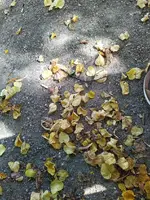 IMG_20250920_111717_1.webp