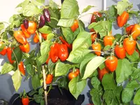 Snackpaprika lila 21.09.25.webp
