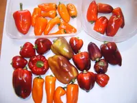 rest Paprika 24.09.25.webp