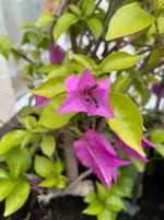 IMG_2796.webp