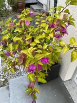 IMG_2797.webp