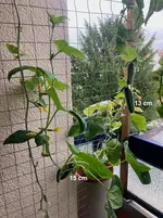 Gurke Patio Snacker 25-09-26*01.webp