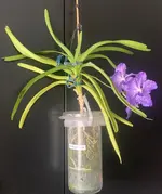 Vanda-A*2025-09-26*.webp