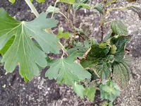 IMG_20250927_095138.webp