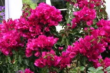 Bougenvillea   1423.webp