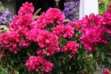 Bougenvillea   1523.webp