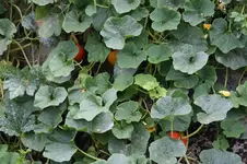 Kürbis0515.webp