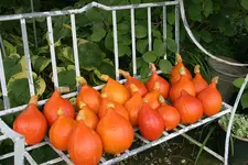 Kürbisernte0210.webp